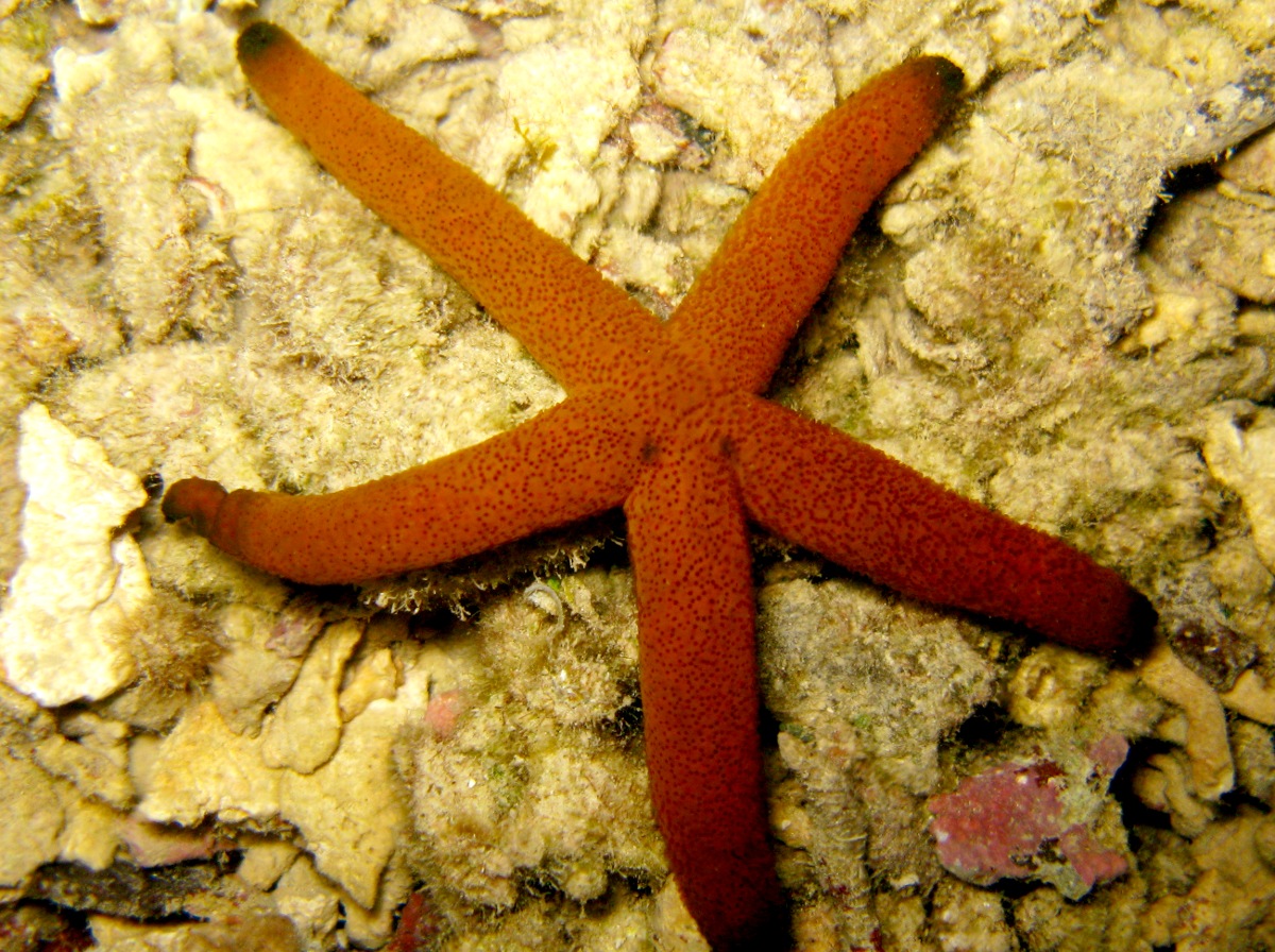 Luzon Sea Star - Echinaster luzonicus