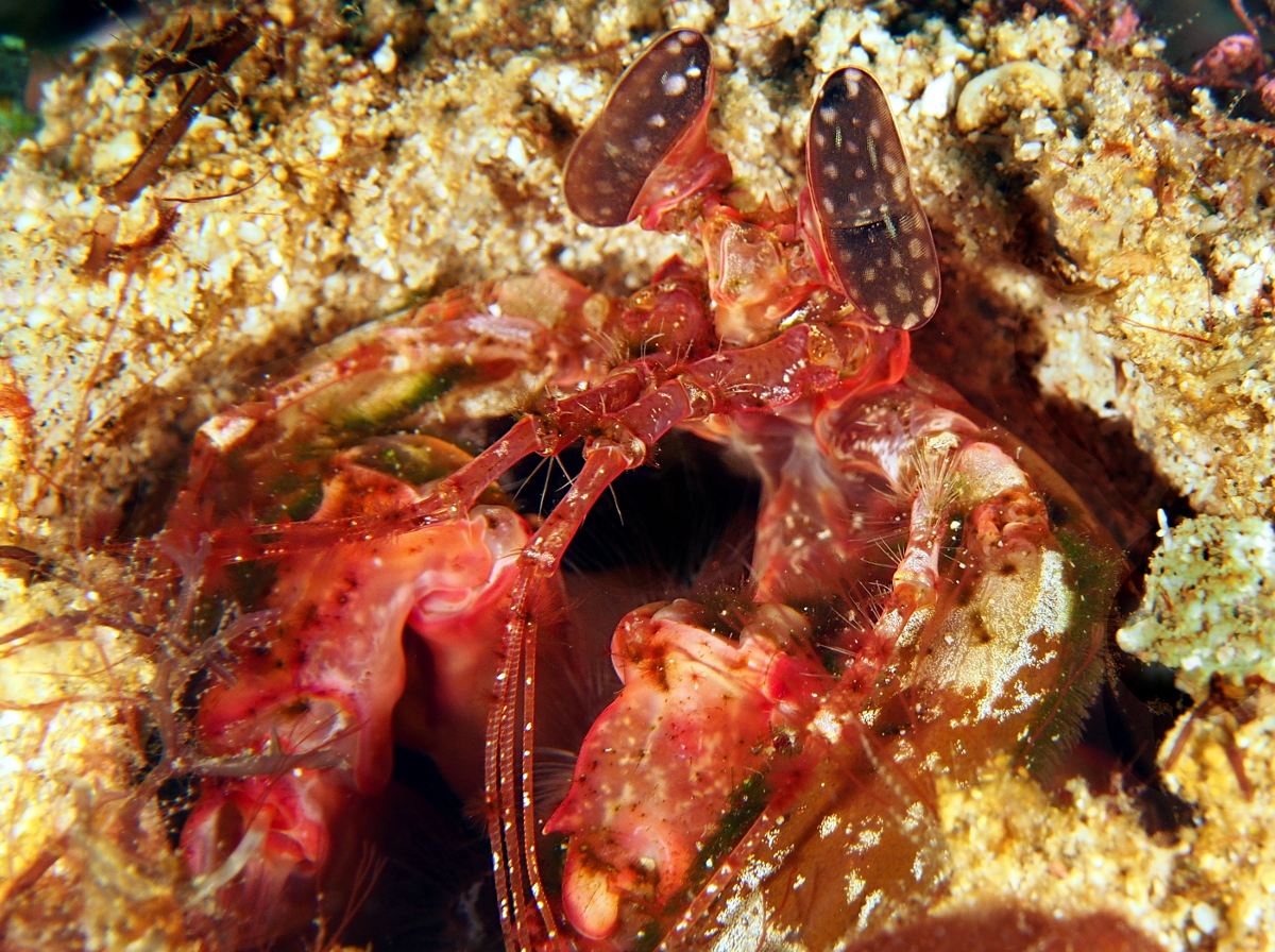 Lisa's Mantis Shrimp - Lysiosquillina lisa
