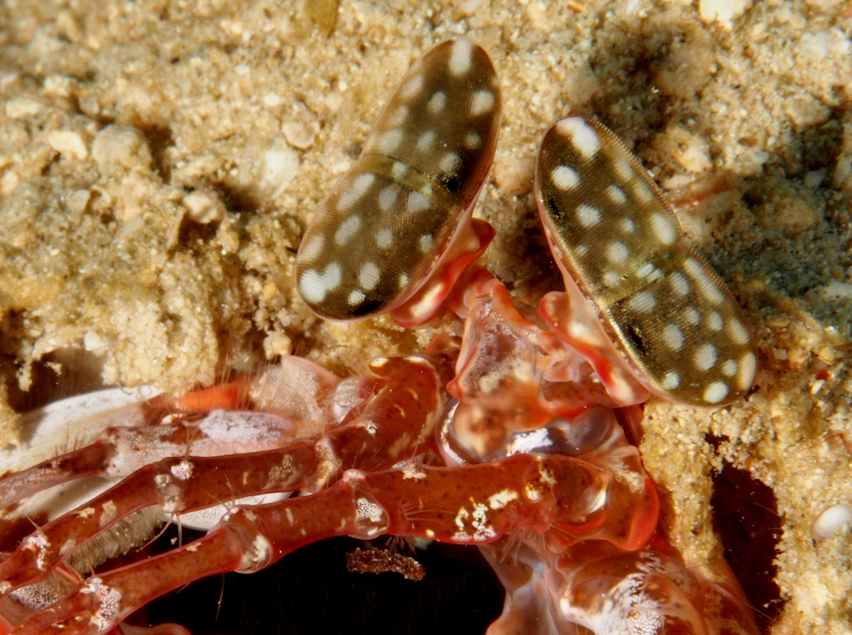 Lisa's Mantis Shrimp - Lysiosquillina lisa