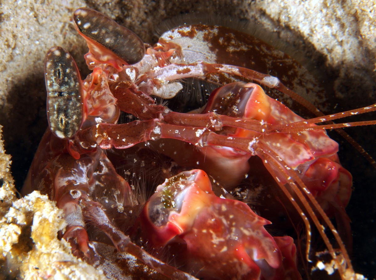 Lisa's Mantis Shrimp - Lysiosquillina lisa
