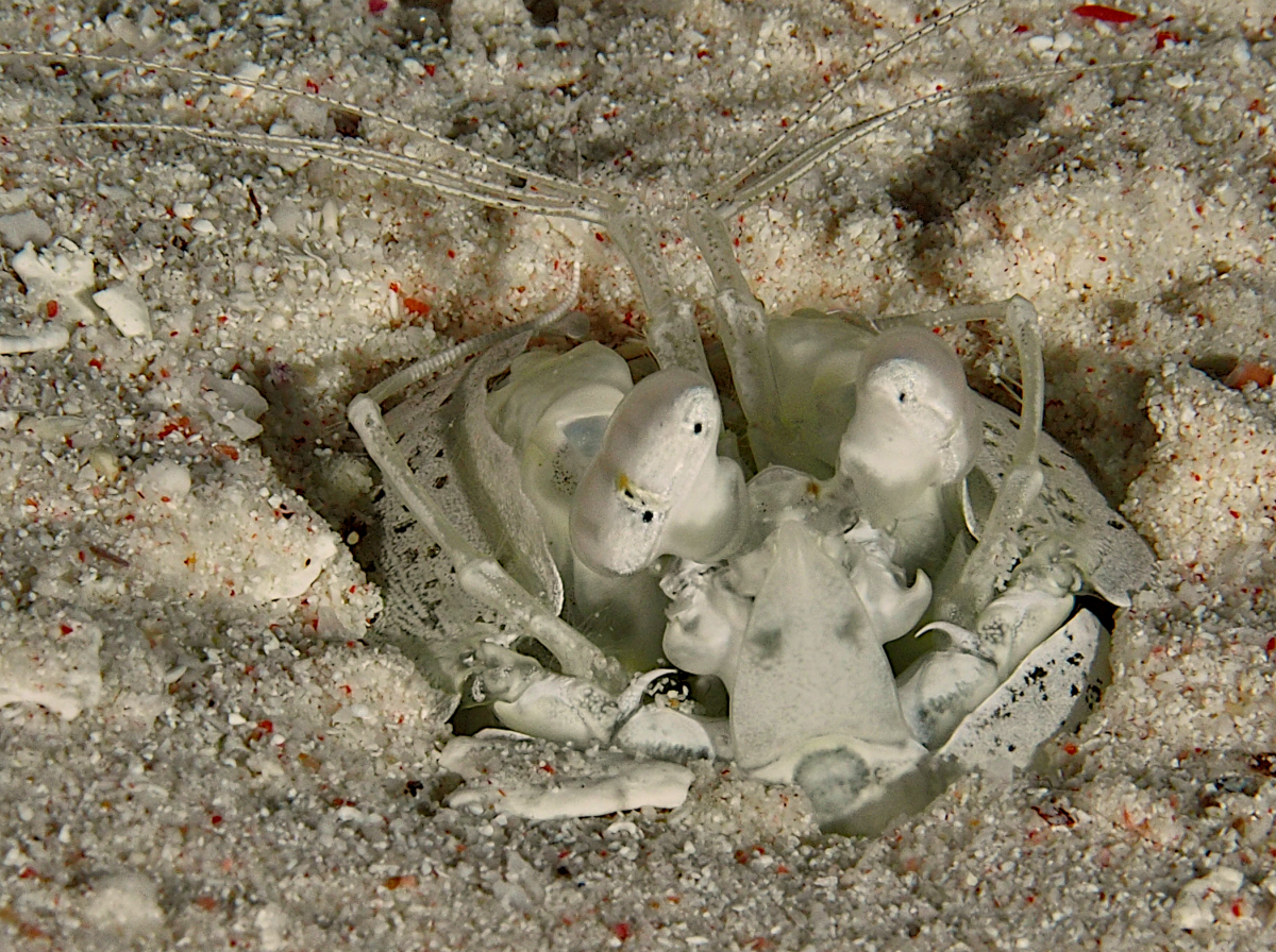 Tiger Mantis Shrimp - Lysiosquillina maculata