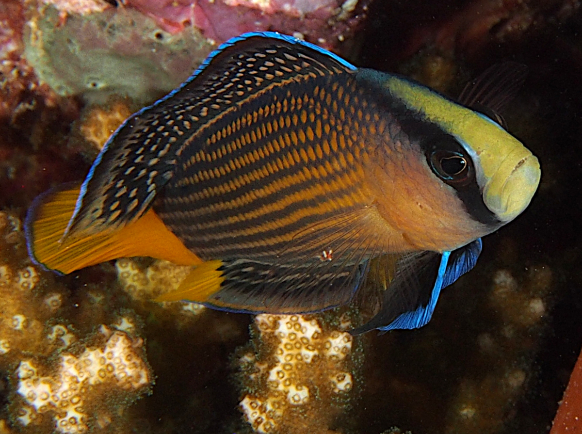 Splendid Dottyback - Manonichthys splendens