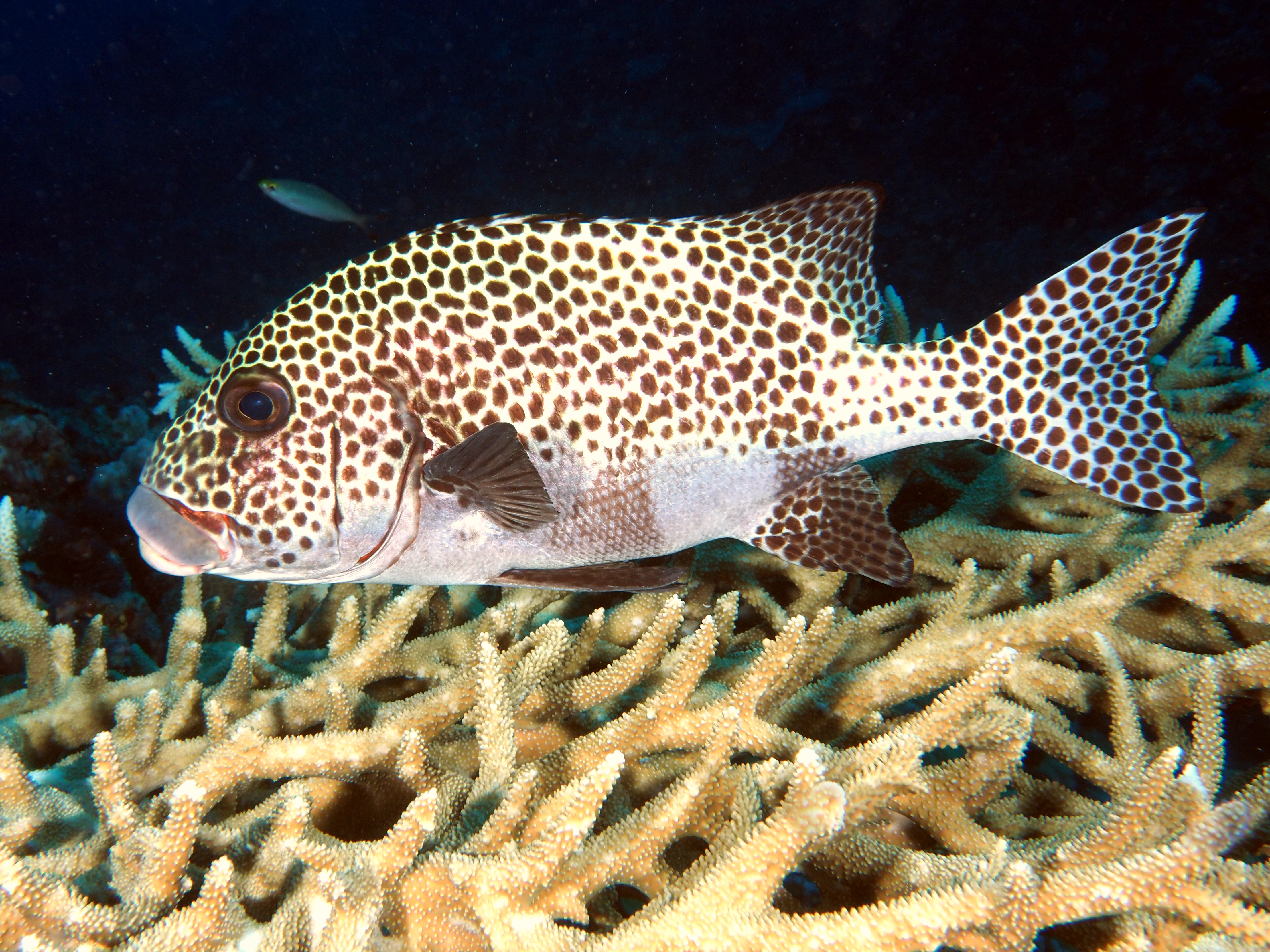 Many-Spotted Sweetlips - Plectorhinchus chaetodonoides