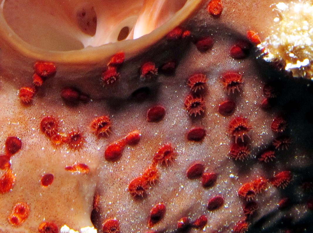 Maroon Sponge Zoanthid - Parazoanthus puertoricense - Grand Cayman