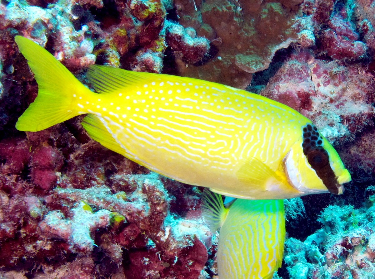 Masked Rabbitfish - Siganus puellus