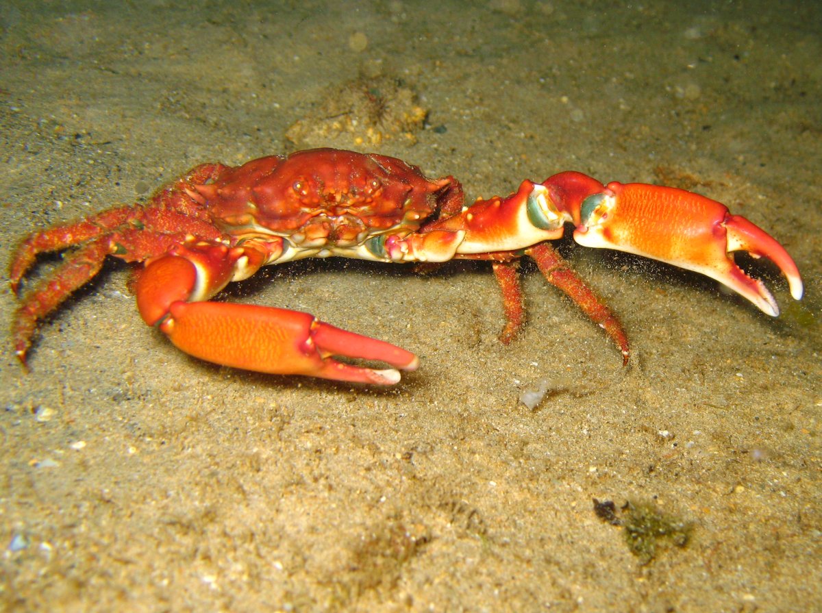 Coral Clinging Crab - Mithrax hispidus
