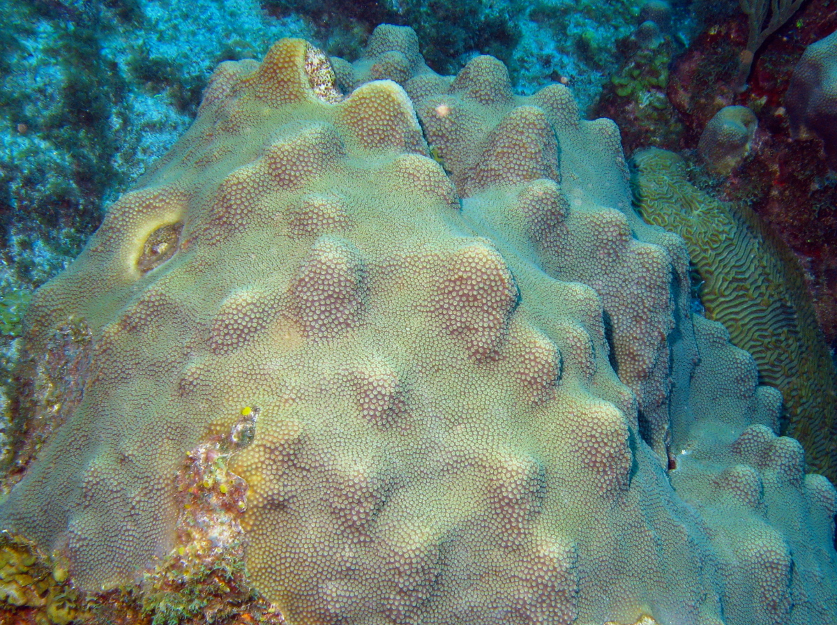 Mountainous Star Coral - Montastraea faveolata