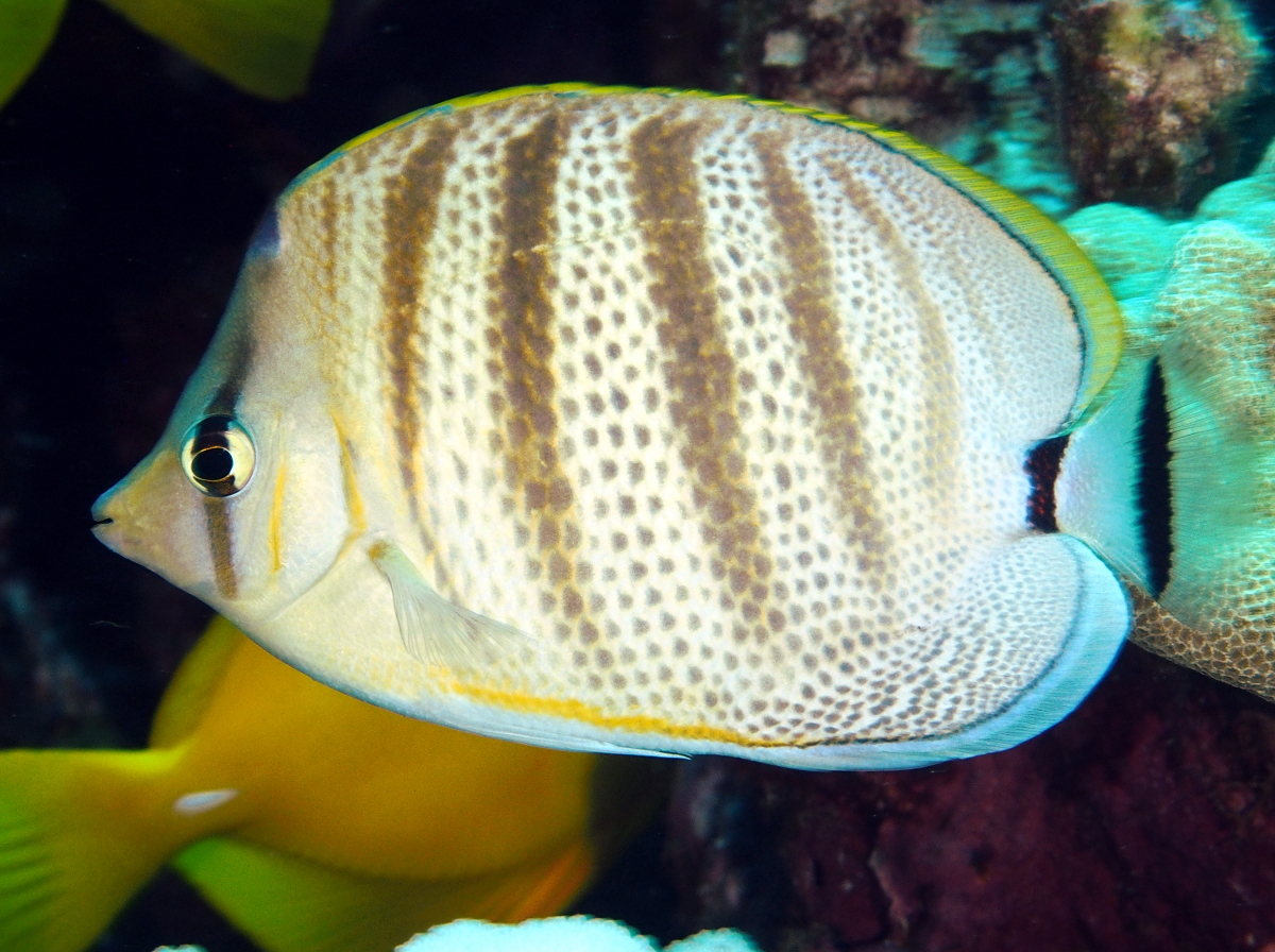 Multiband Butterflyfish - Chaetodon multicinctus