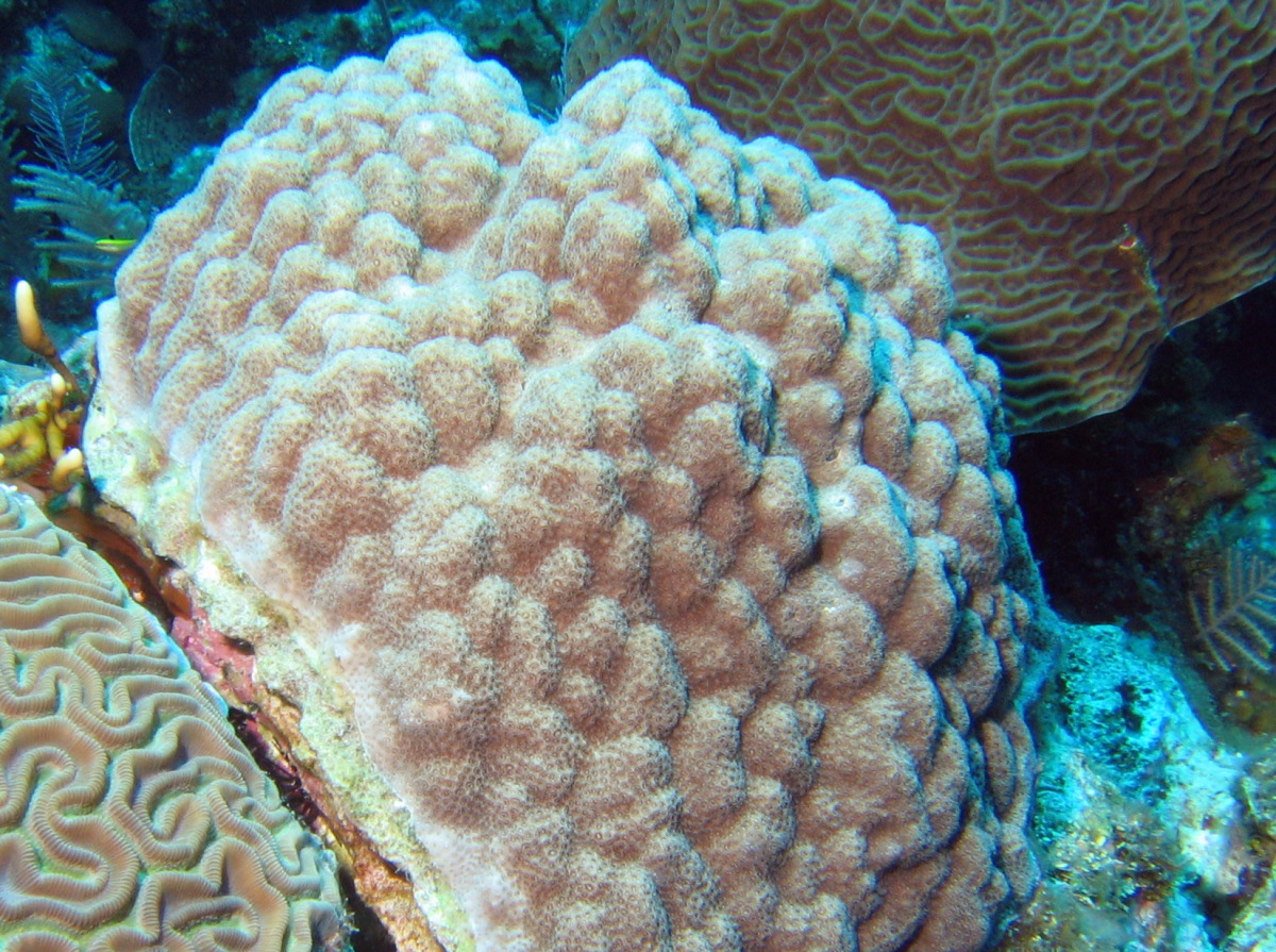 Mustard Hill Coral - Porites astreoides