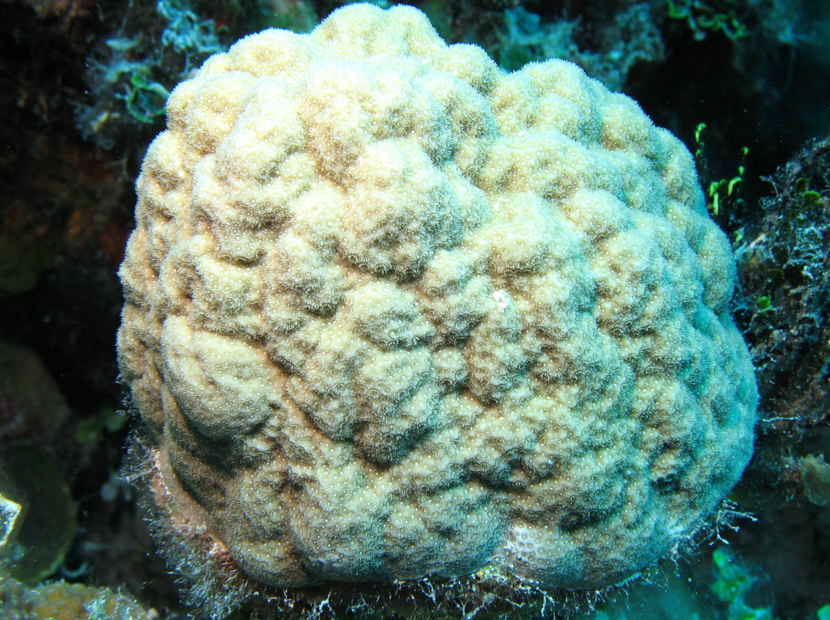 Mustard Hill Coral - Porites astreoides