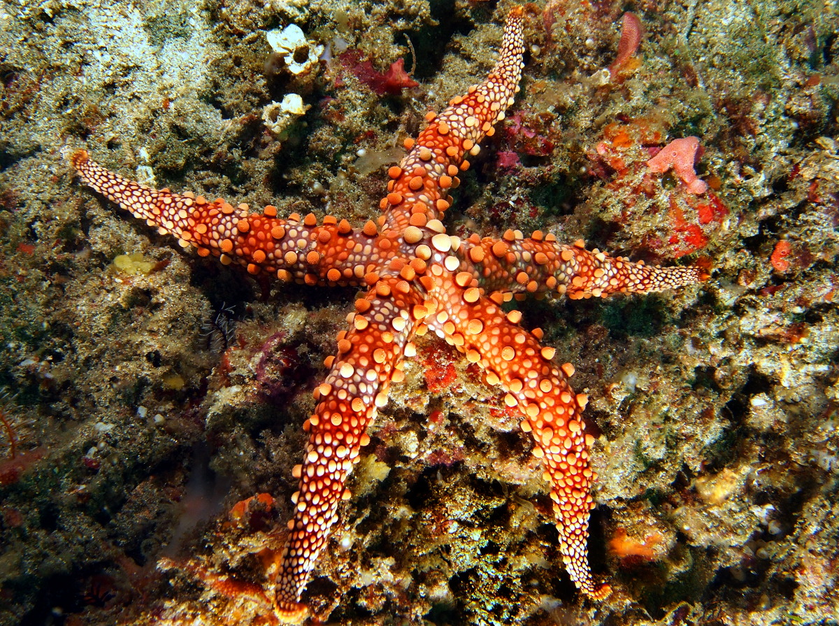 Friant's Sea Star - Nardoa frianti