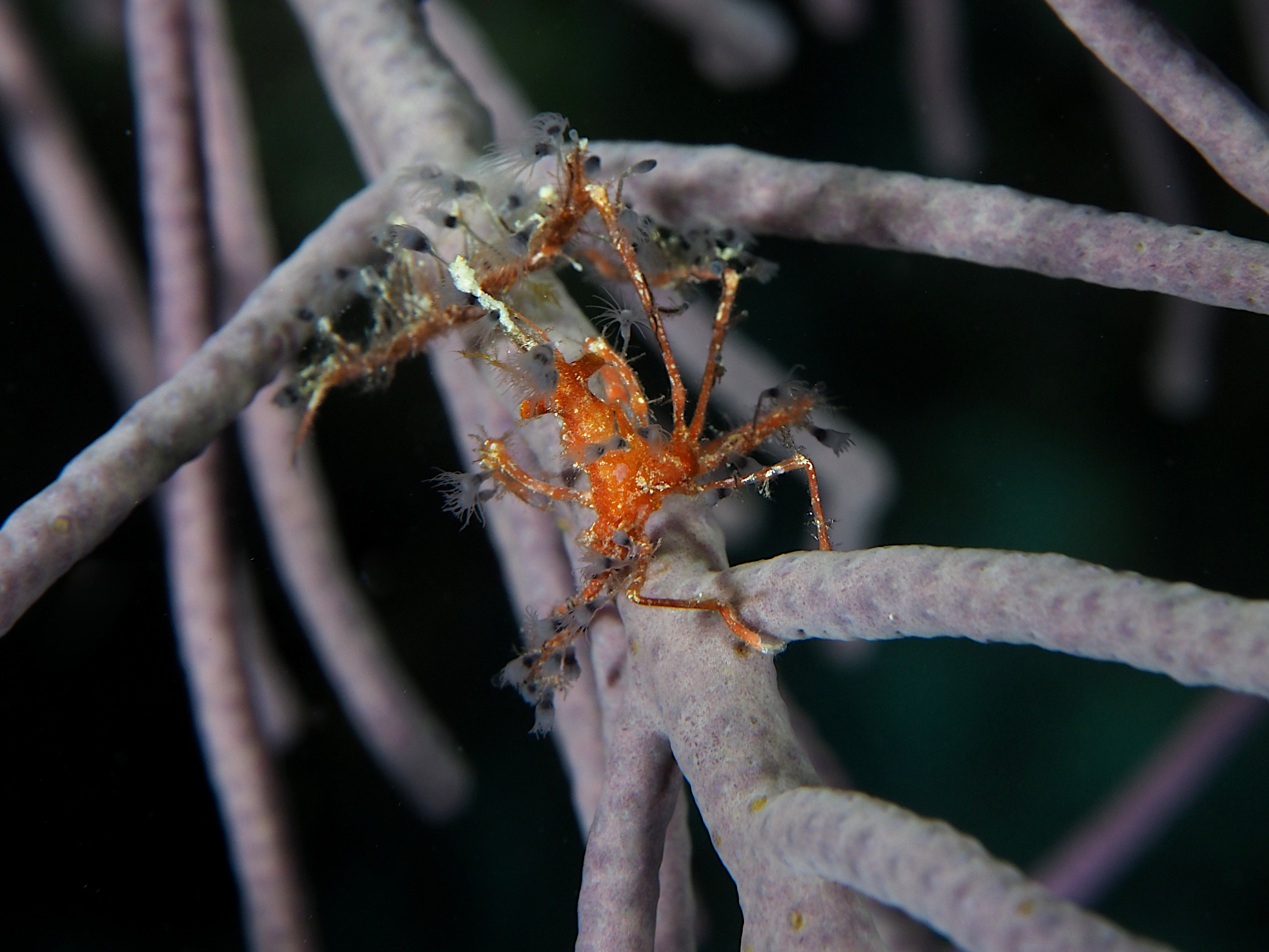 Shortfinger Neck Crab - Podochela sidneyi