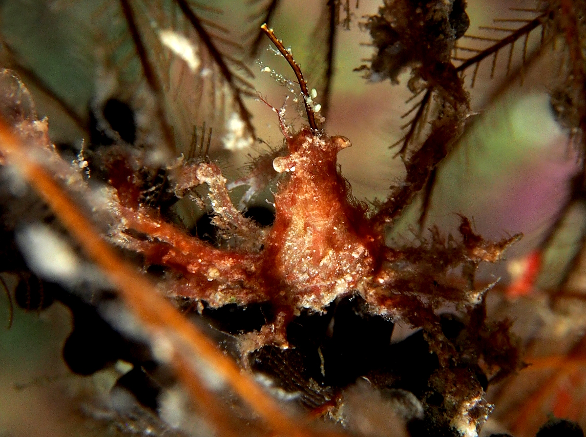 Shortfinger Neck Crab - Podochela sidneyi