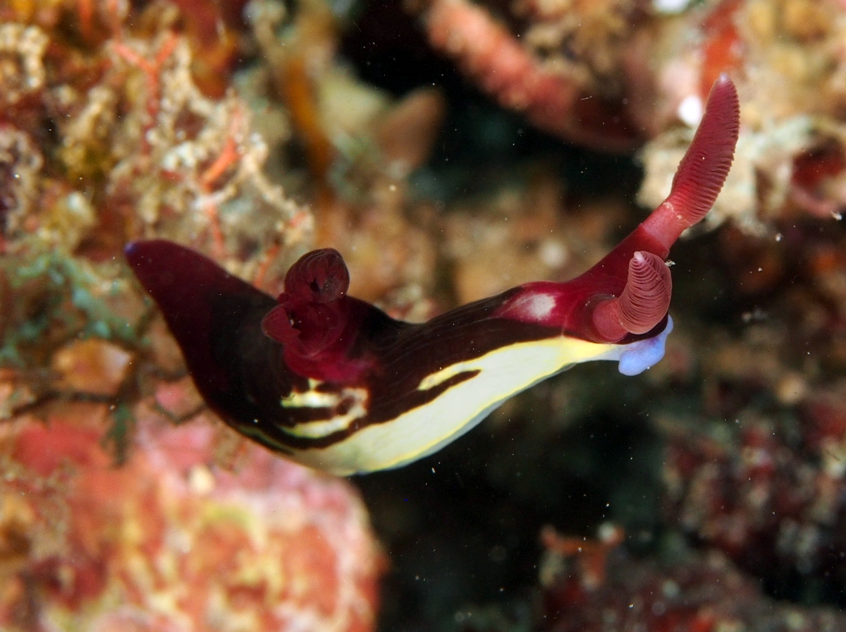 Chamberlain's Nembrotha - Nembrotha chamberlaini