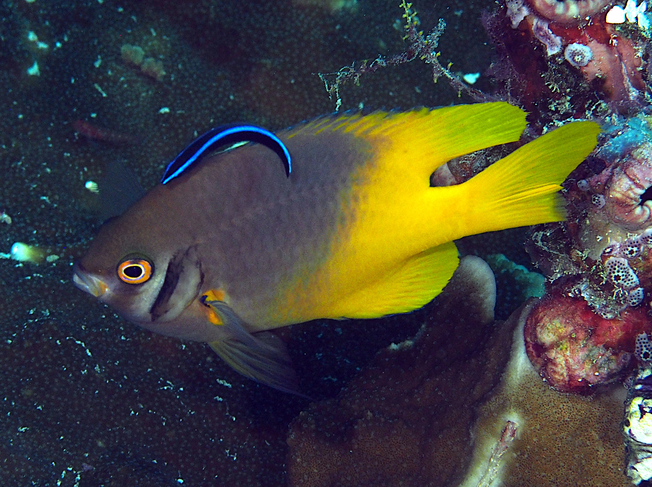 Black-and-Gold Damselfish - Neoglyphidodon nigroris
