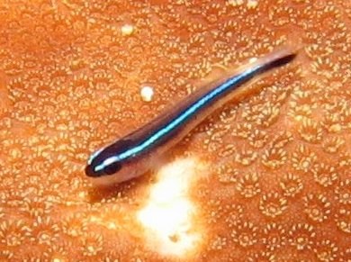 Caribbean Neon Goby - Elactinus lobeli