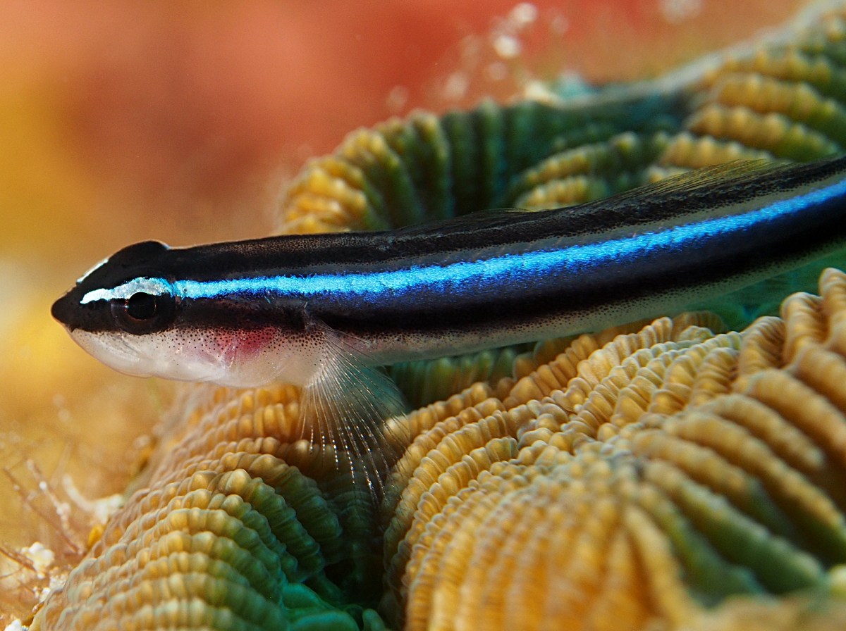 Caribbean Neon Goby - Elactinus lobeli