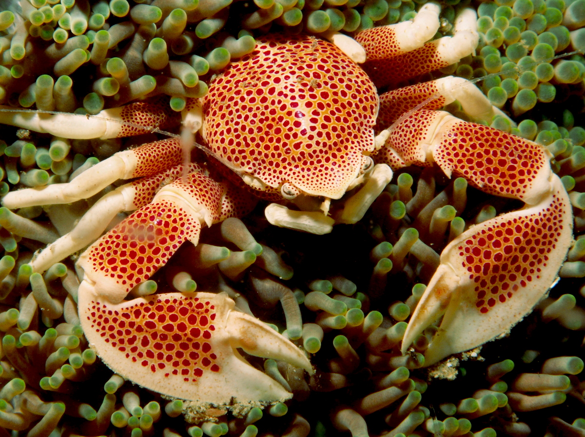 Spotted Porcelain Crab - Neopetrolisthes maculatus