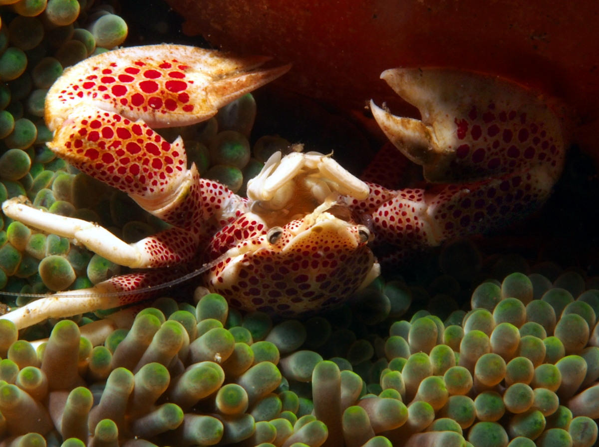 Spotted Porcelain Crab - Neopetrolisthes maculatus