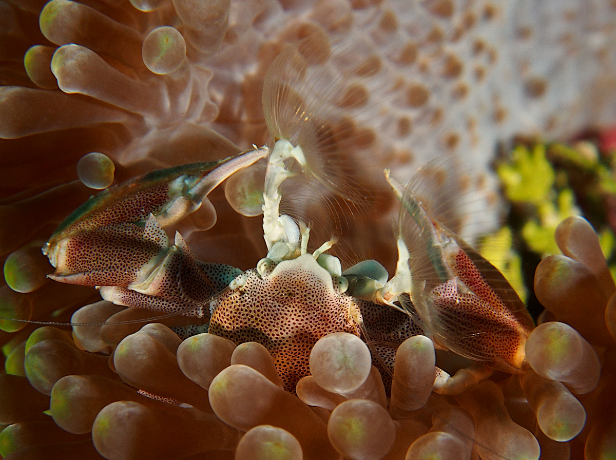 Spotted Porcelain Crab - Neopetrolisthes maculatus