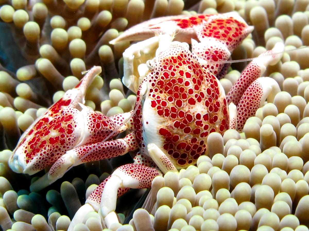 Spotted Porcelain Crab - Neopetrolisthes maculatus