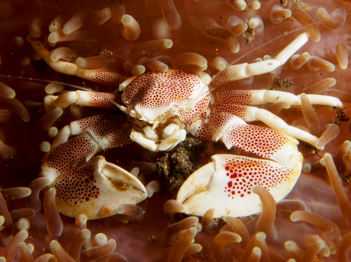 Spotted Porcelain Crab - Neopetrolisthes maculatus