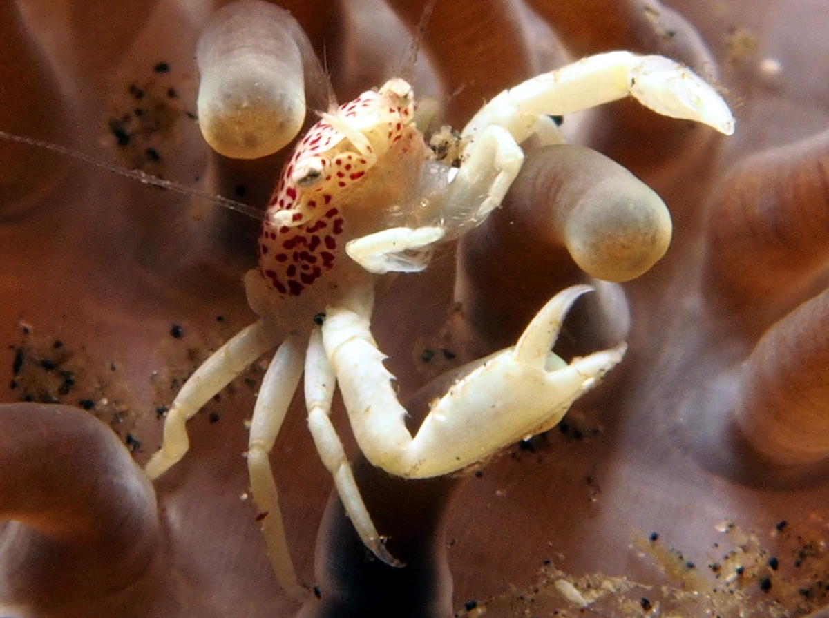 Spotted Porcelain Crab - Neopetrolisthes maculatus