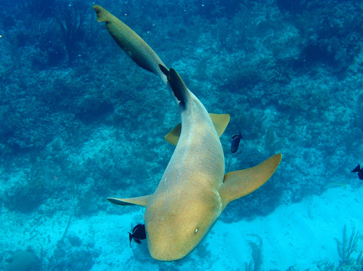 Nurse Shark - Ginglymostoma cirratum