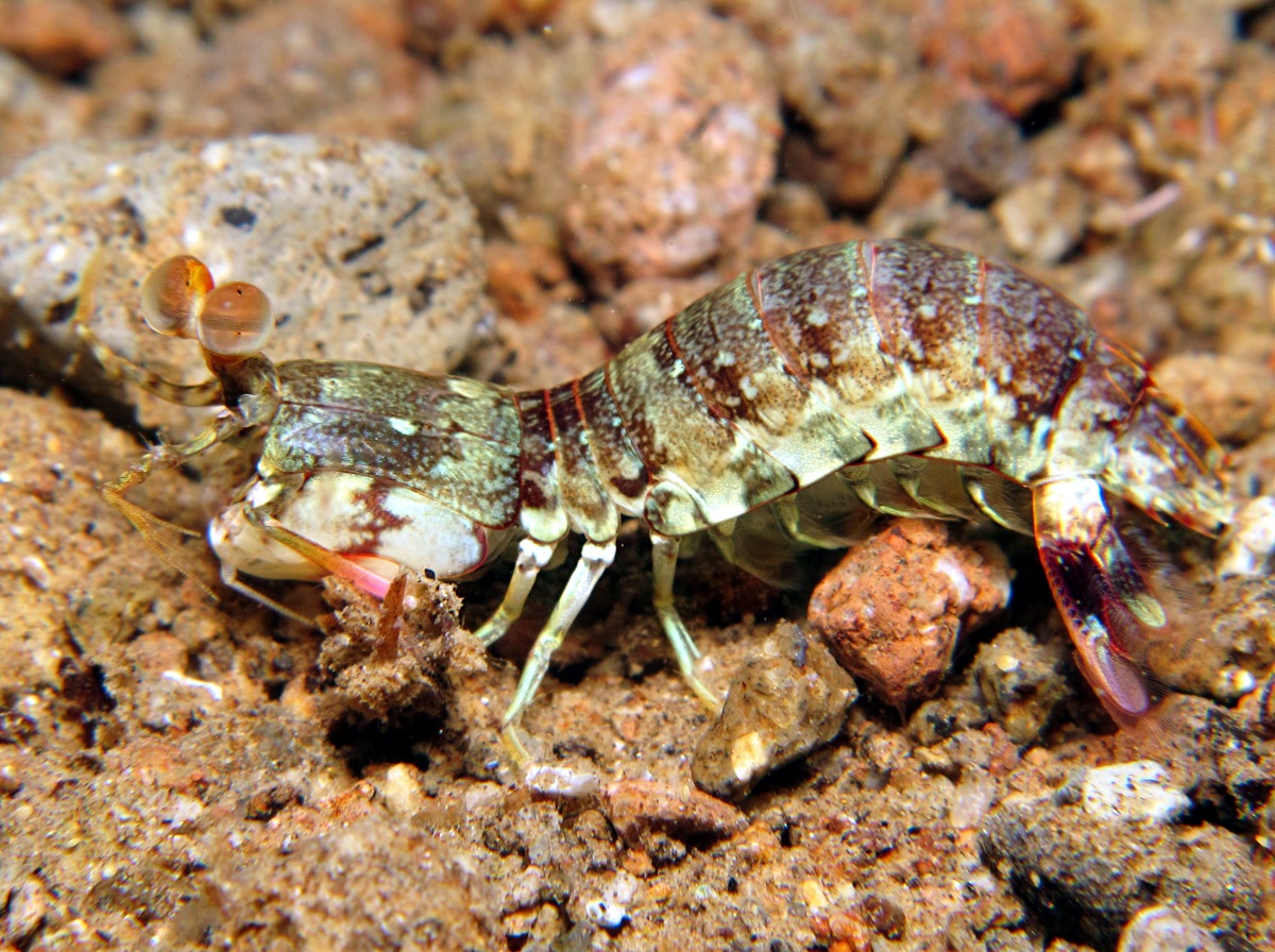 Pink-Eared Mantis Shrimp - Odontodactylus latirostris