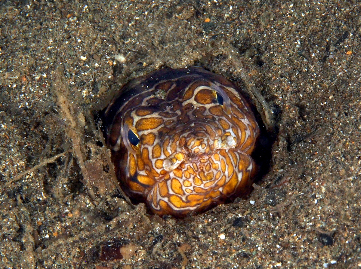 Napoleon Snake Eel - Ophichthus bonaparti