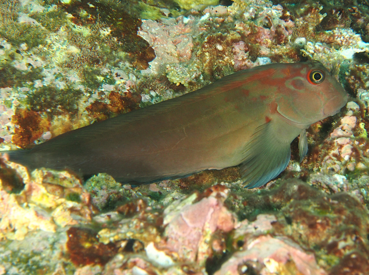 Panamic Fanged Blenny - Ophioblennius steindachneri