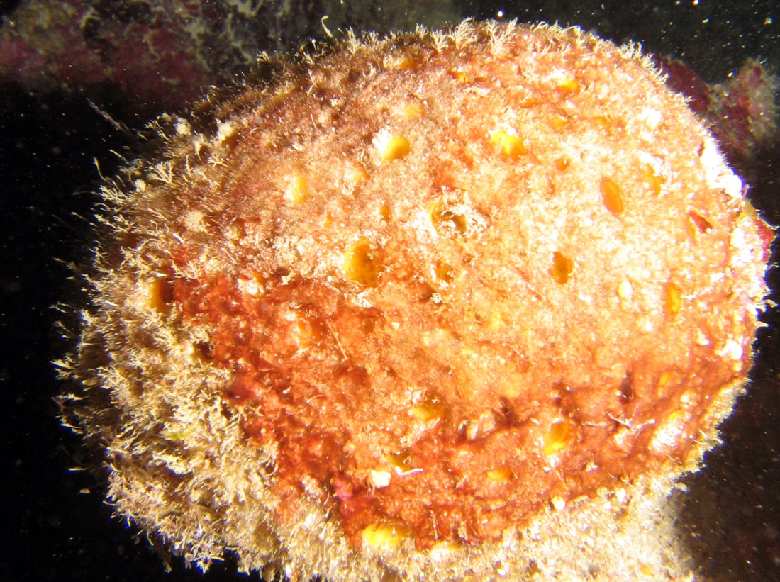 Orange Ball Sponge - Cinachyrella alloclada