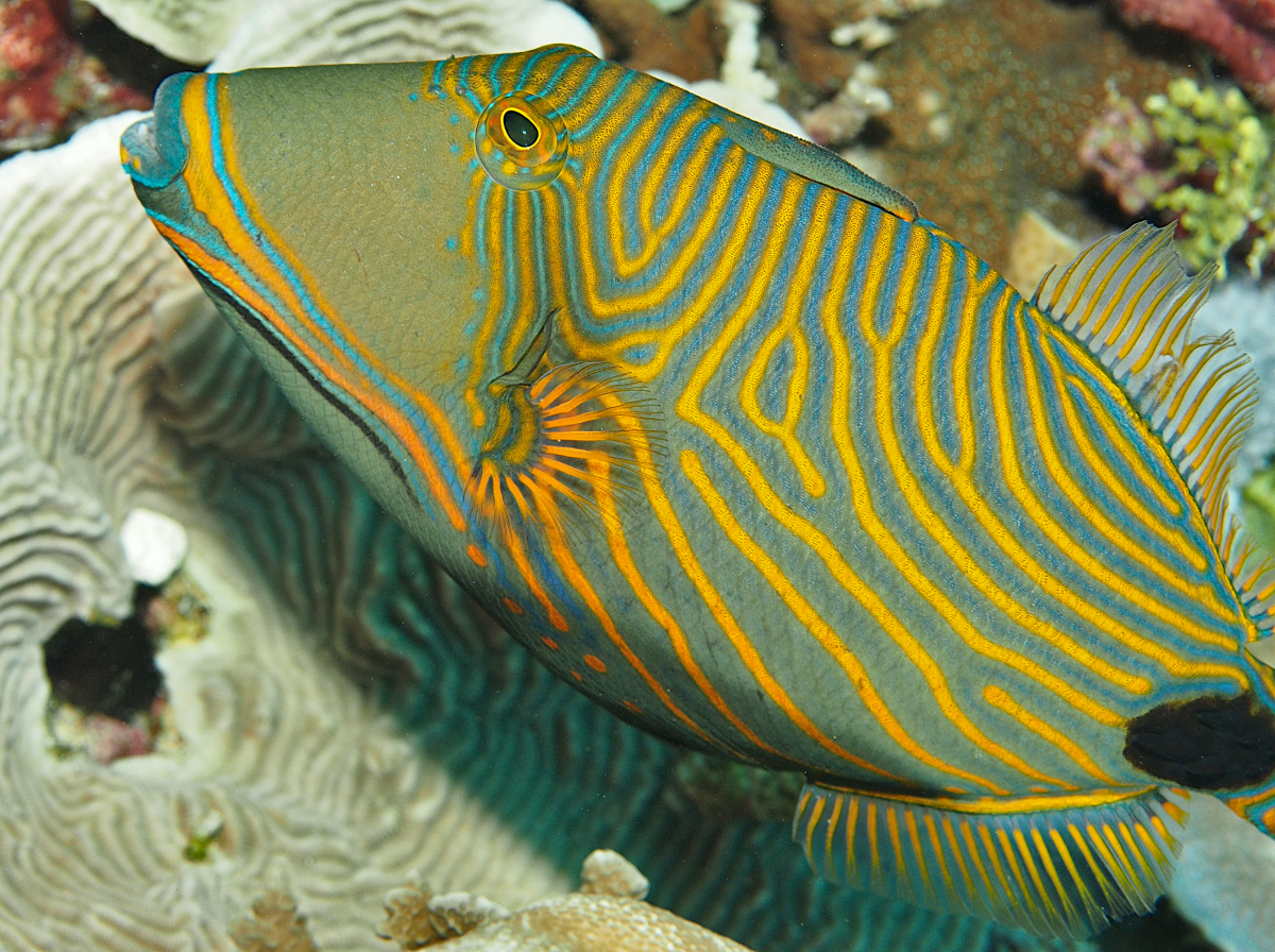 Orange-Lined Triggerfish - Balistapus undulatus