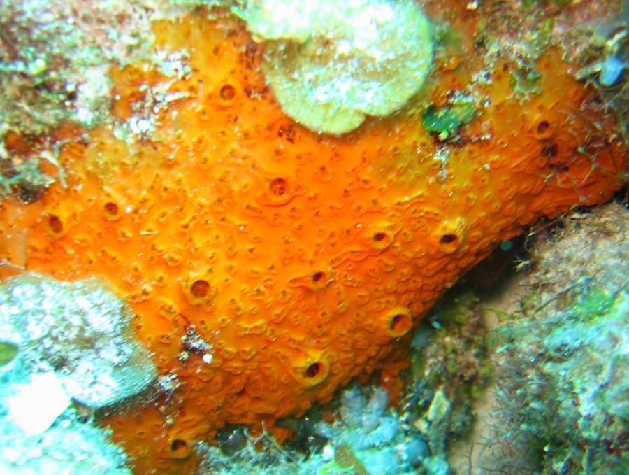 Orange Sieve Encrusting Sponge - Diplastrella megastellata - Nassau, Bahamas