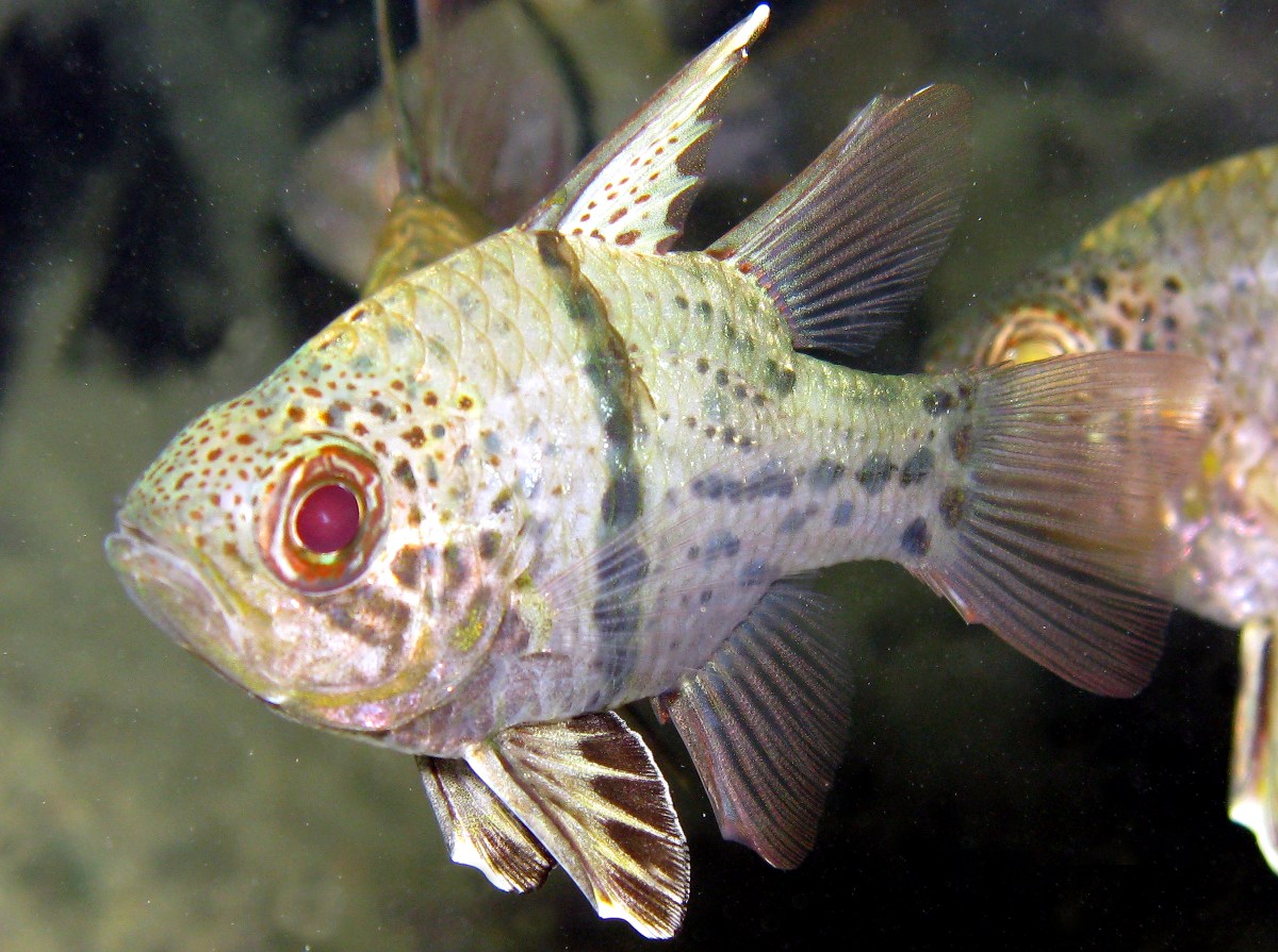 Orbicular Cardinalfish - Sphaeramia orbicularis - Palau