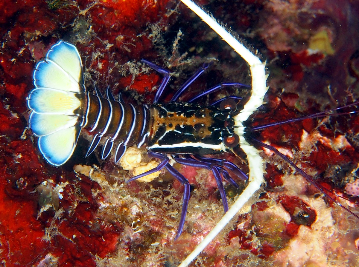 Painted Spiny Lobster - Palinurus versicolor