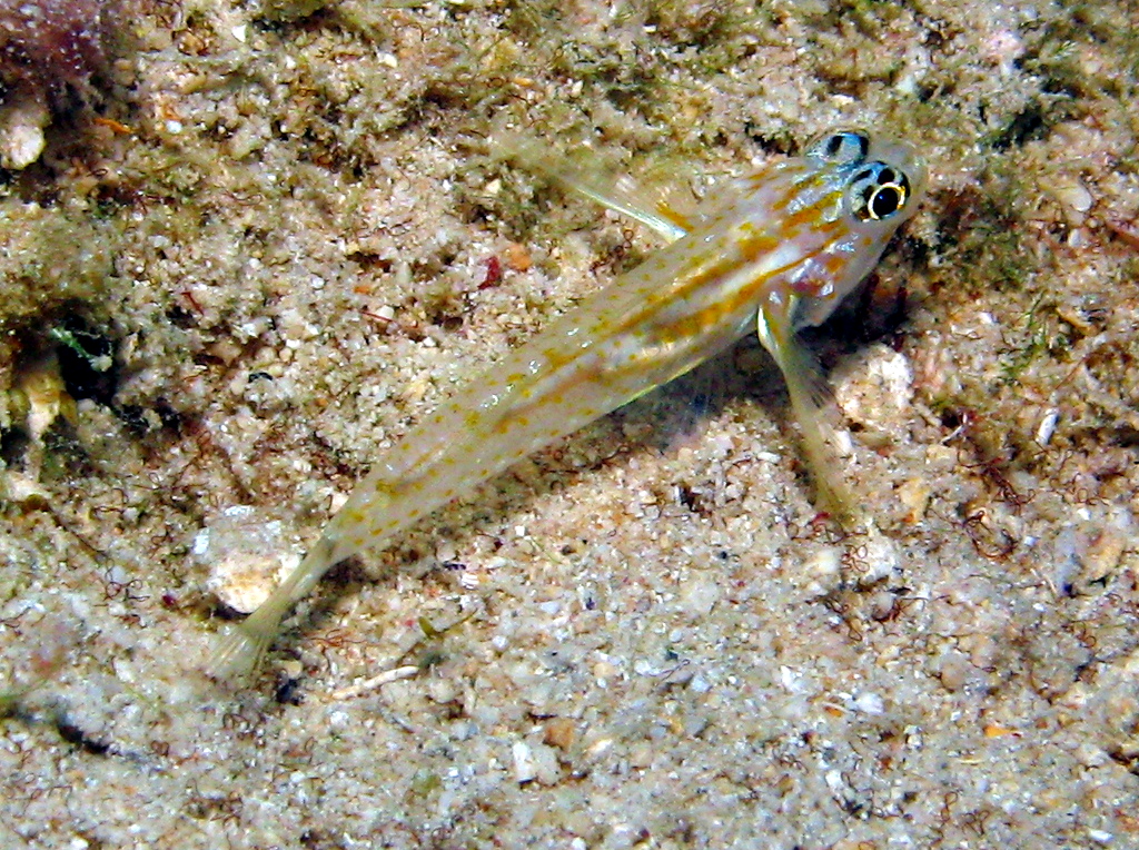 Pallid Goby - Coryphopterus eidolon