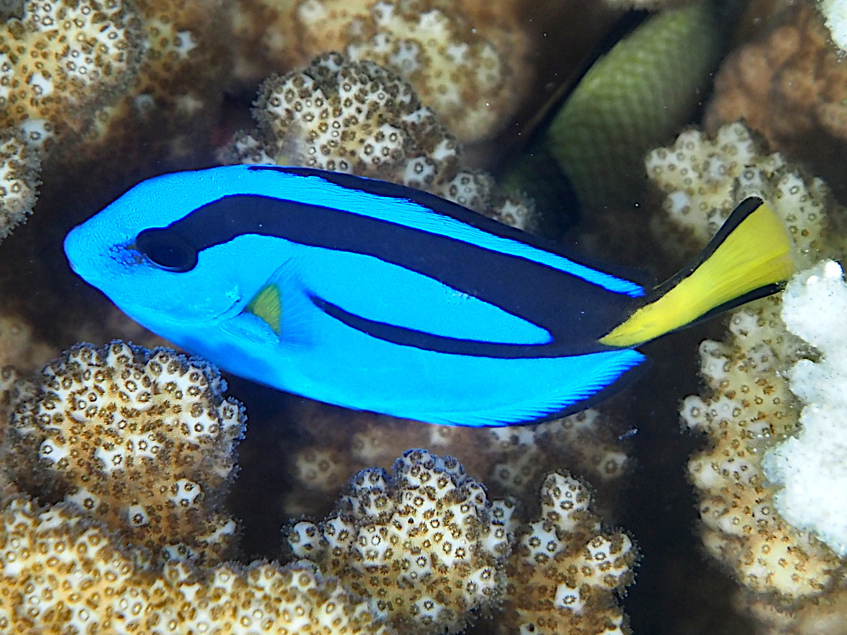 Palette Surgeonfish - Paracanthurus hepatus