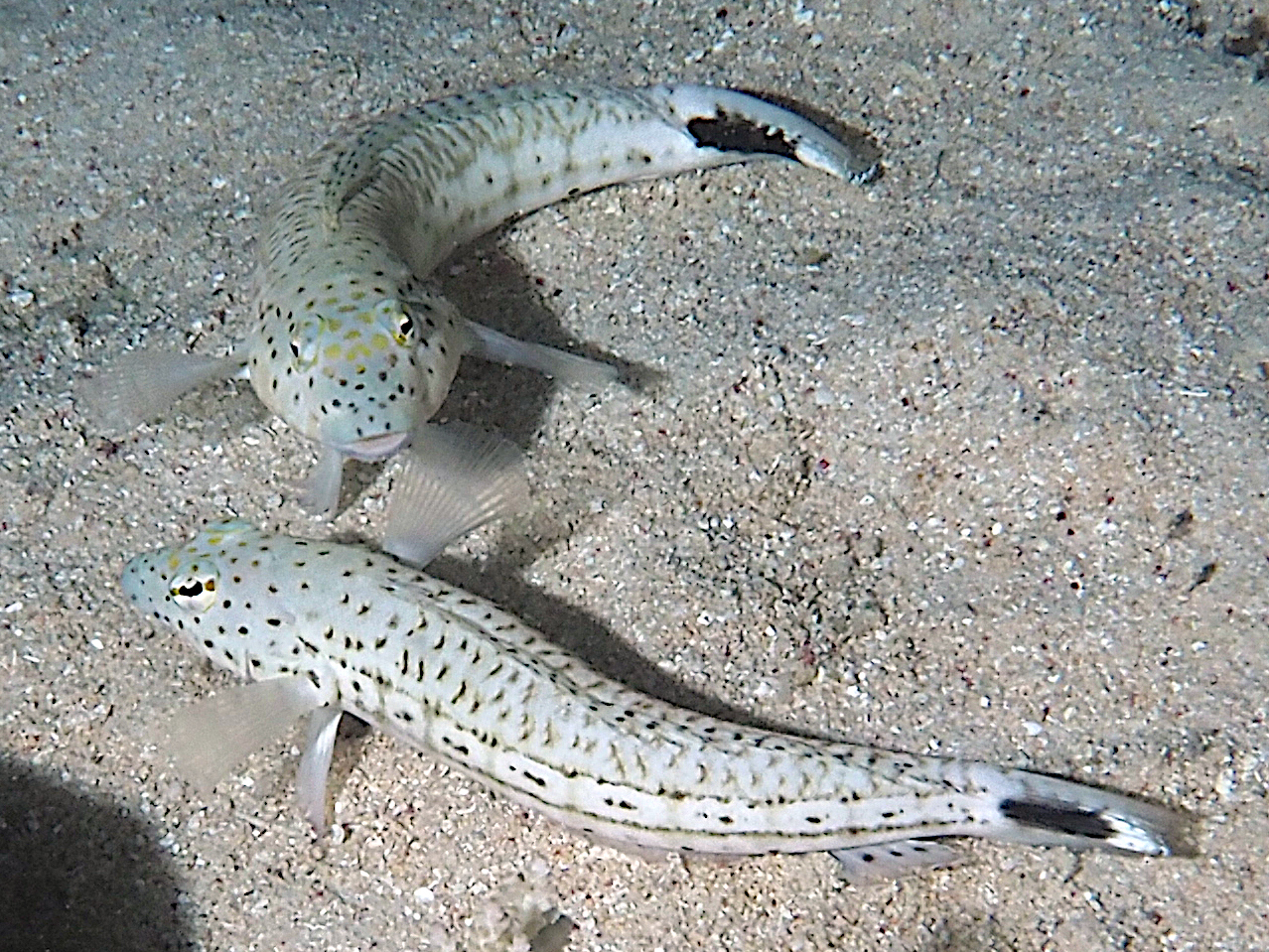 Speckled Sandperch - Parapercis hexophtalma