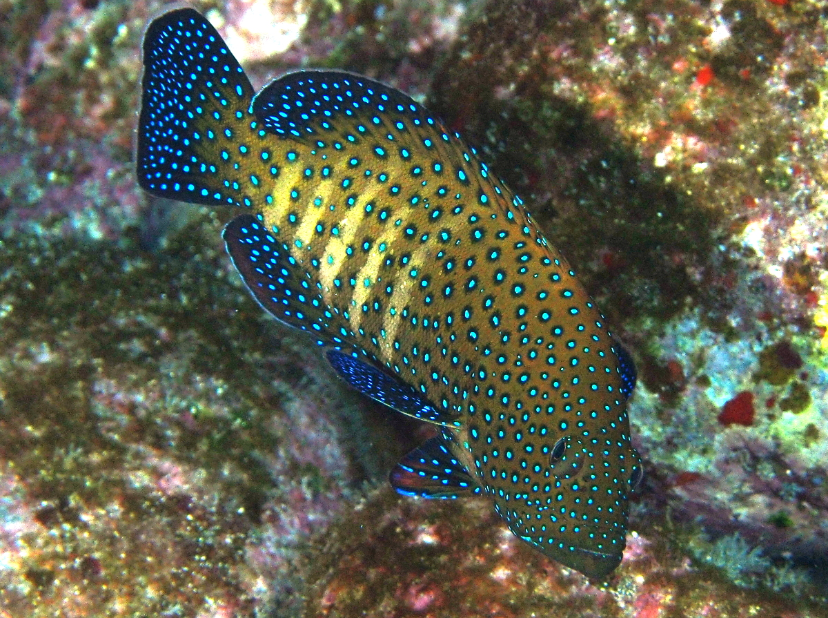 Peacock Grouper - Cephalopholis argus