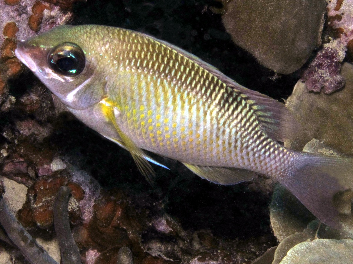 Pearly Monocle Bream - Scolopsis margaritifera
