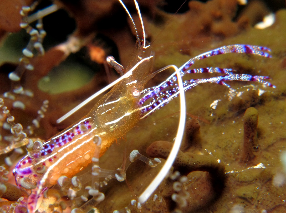 Pederson Cleaner Shrimp - Ancylomenes pedersoni