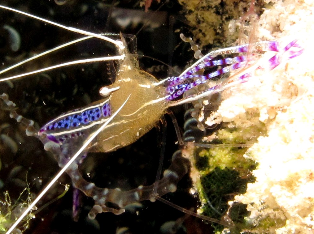 Pederson Cleaner Shrimp - Ancylomenes pedersoni
