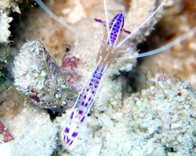 Pederson Cleaner Shrimp - Ancylomenes pedersoni