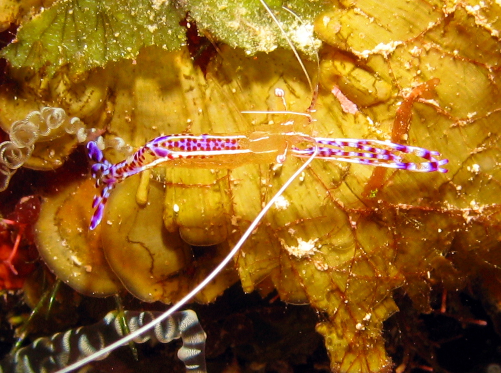 Pederson Cleaner Shrimp - Ancylomenes pedersoni