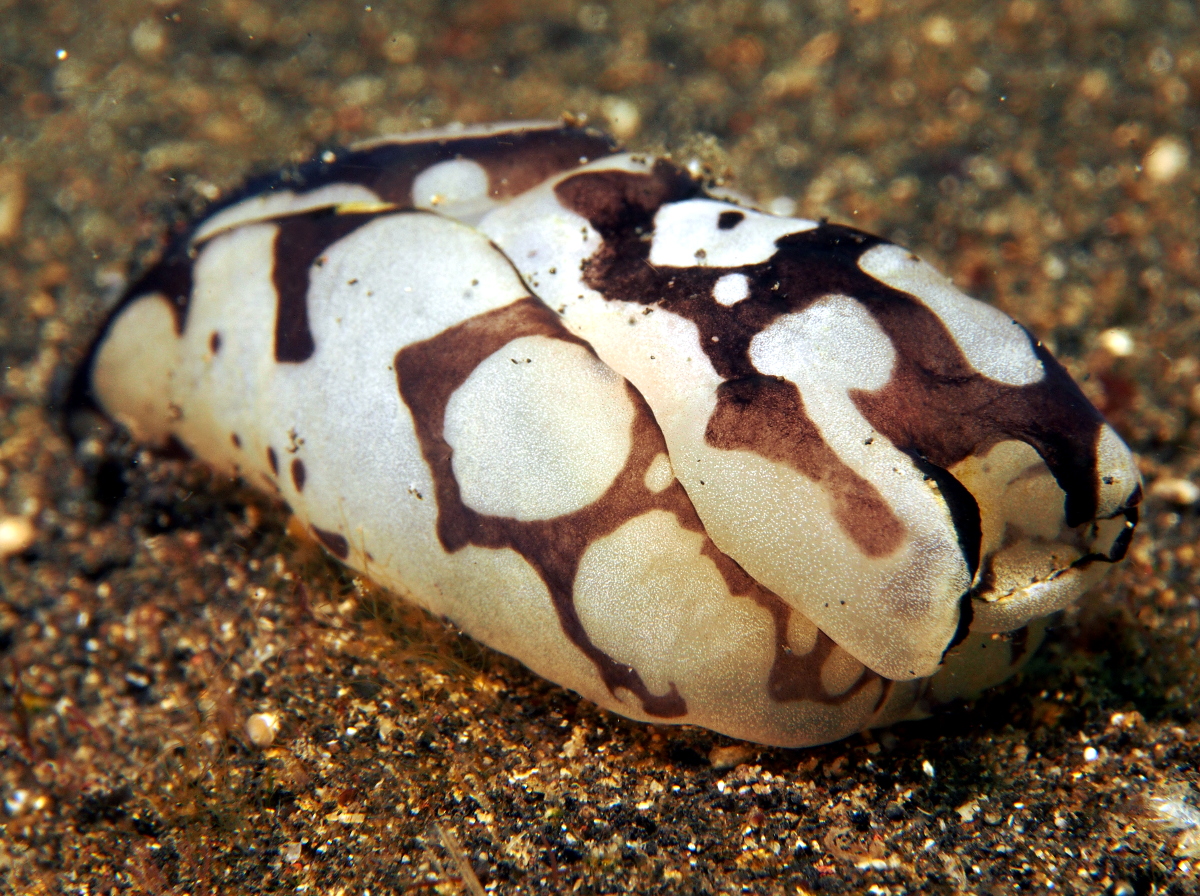 Pilsbry's Headshield Slug - Philinopsis pilsbryi