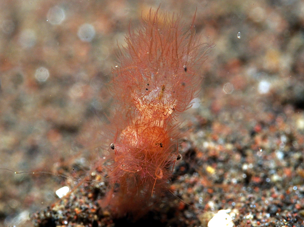 Hairy Shrimp - Phycocaris simulans