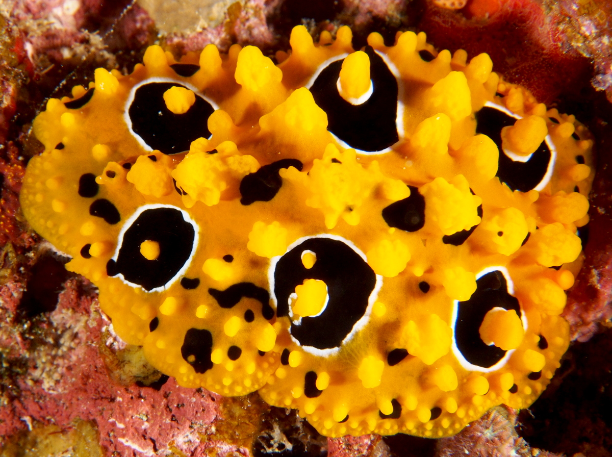 Ocellated Phyllidia - Phyllidia ocellata