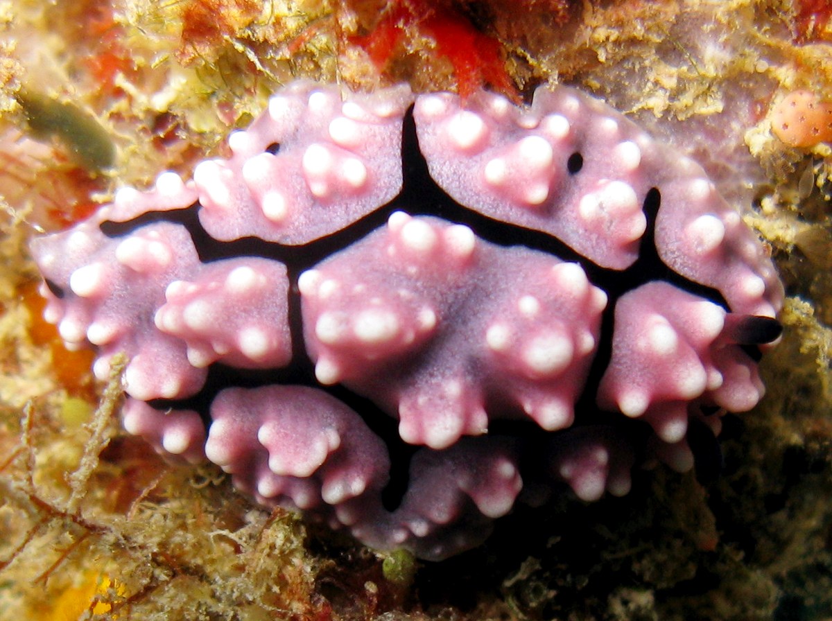 Krempf's Phyllidiopsis - Phyllidiopsis krempfi - Yap, Micronesia