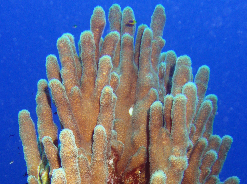 Pillar Coral - Dendrogyra cylindrus